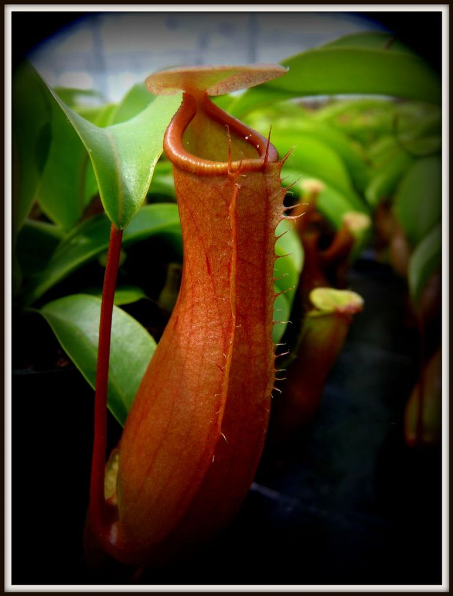 Nepenthes 'Ventrata' L - obrazek 2