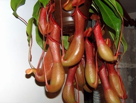 Nepenthes 'Ventrata' L - obrazek 3
