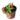 Nepenthes Ventricosa – exemplary plant for sale