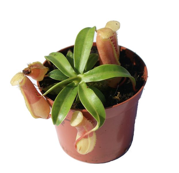 Nepenthes ventricosa