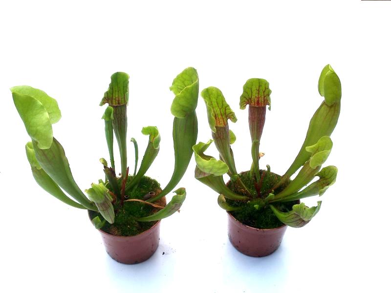 Sarracenia 'Vogel' L - obrazek 4