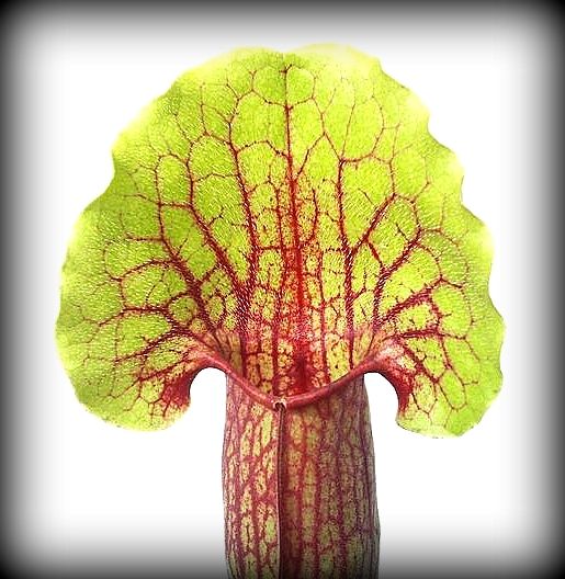 Sarracenia 'Vogel' L