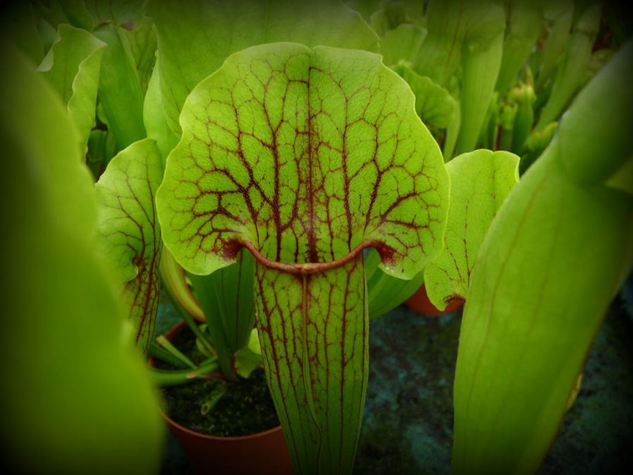 Sarracenia 'Vogel' L - obrazek 2