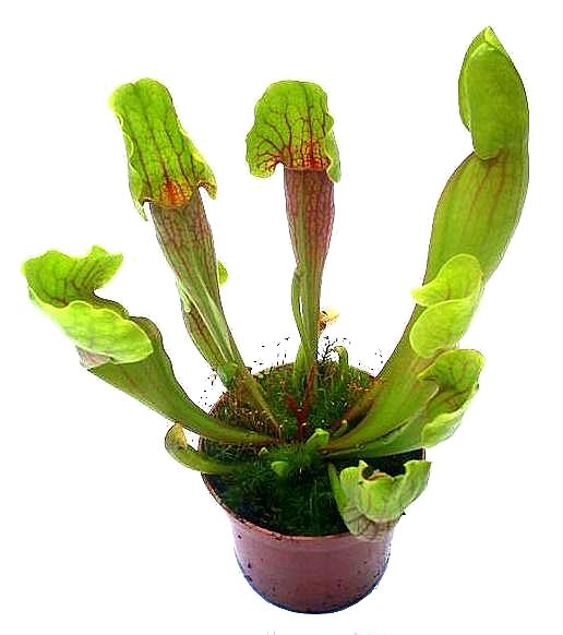 Sarracenia 'Vogel' L - obrazek 5
