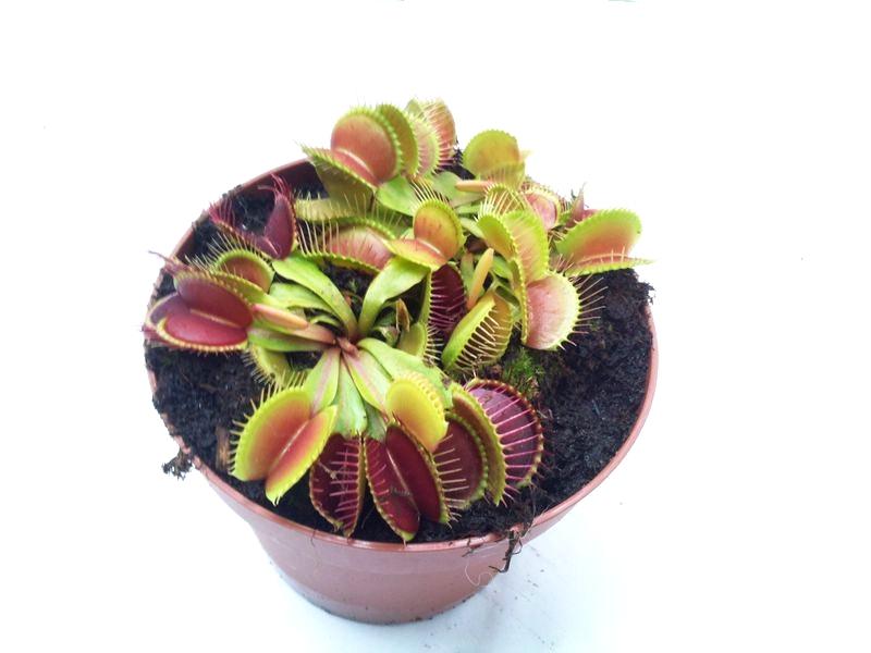 Dionaea muscipula 'Regular Form' XL - obrazek 2