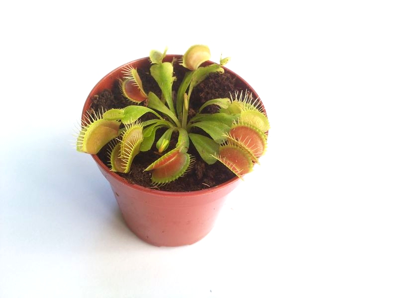 Dionaea muscipula 'Regular form' S - obrazek 2