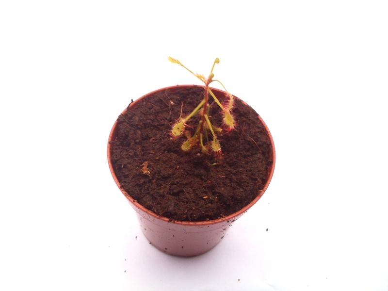 Drosera madagascariensis S - obrazek 2