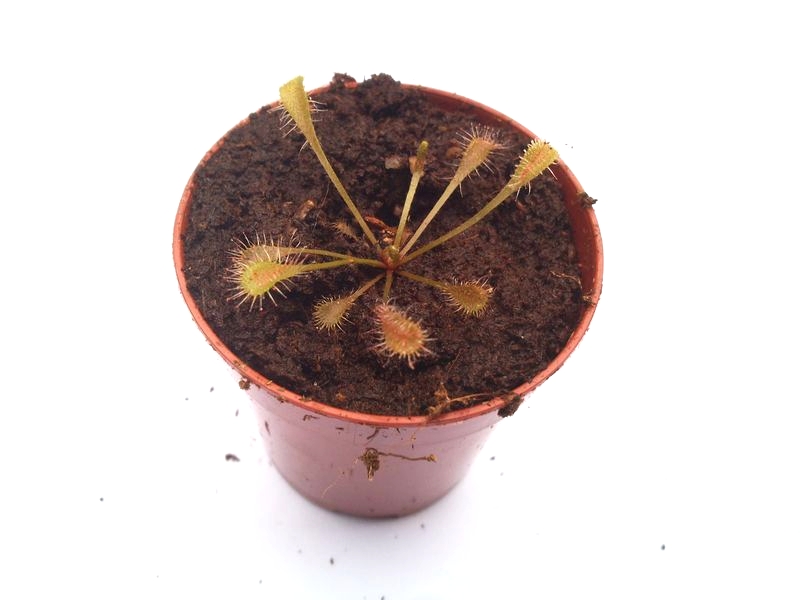 Drosera nidiformis S