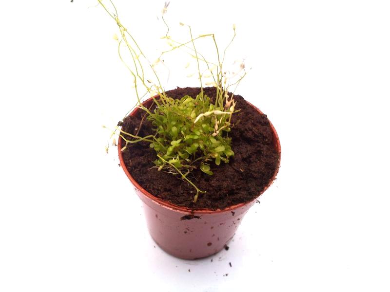 Utricularia sandersonii - rozmiar S przykładowa sprzedawana sztuka