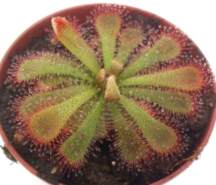 Drosera aliciae - przykładowe sztuki rozmiar M