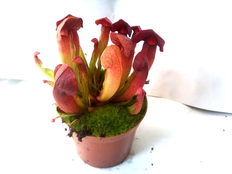 Sarracenia 'Barbapappa' - obrazek 2