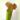 Sarracenia Velvet – kielich