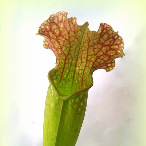 Sarracenia Velvet - trap