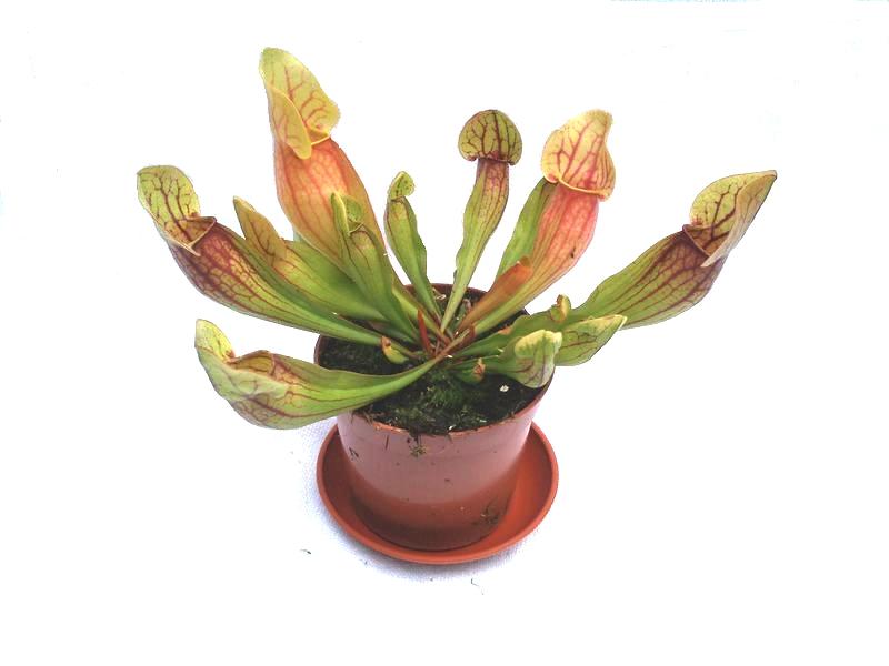 Sarracenia 'Dracula' - obrazek 2