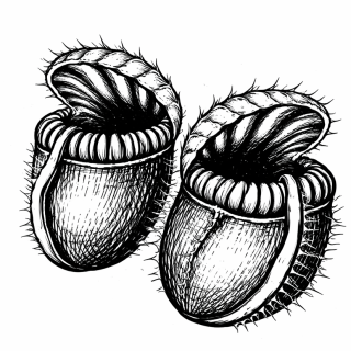 Cefalotusy