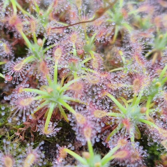 Drosera enodes - przykładowe sprzedawane okazy