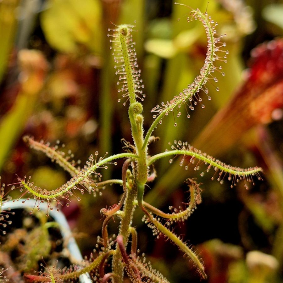 Drosera indica - przykładowa roślina na sprzedaż