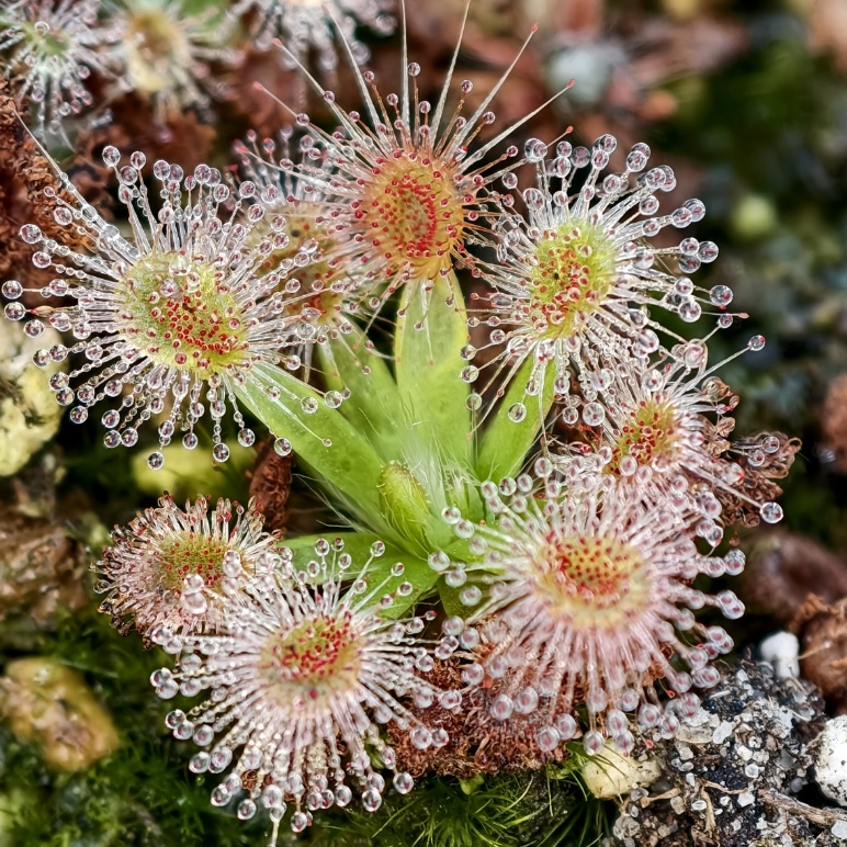 Drosera pulchella - przykładowa roślina na sprzedaż
