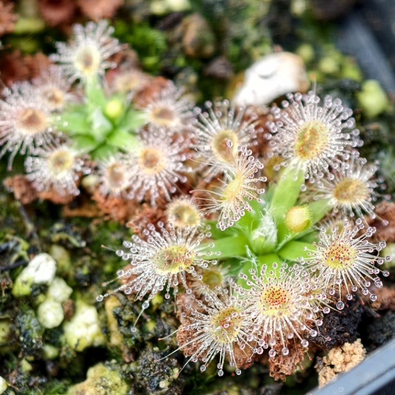 Drosera pulchella - przykładowe rośliny na sprzedaż