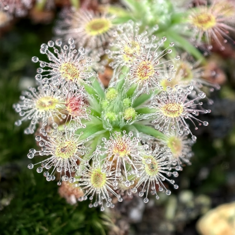 Drosera enodes - wygląd dorosłej rośliny