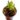 Heliamphora minor – przykładowy sprzedawany okaz