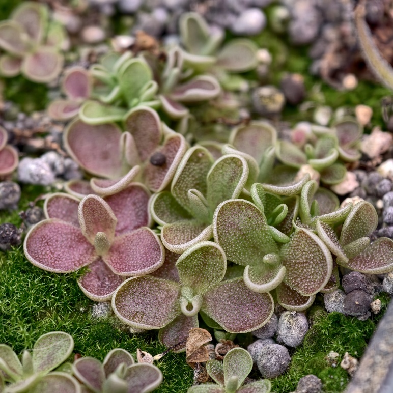Pinguicula debbertiana - przykładowe sprzedawane rośliny