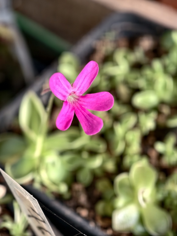 Pinguicula Estrelita - kwiat
