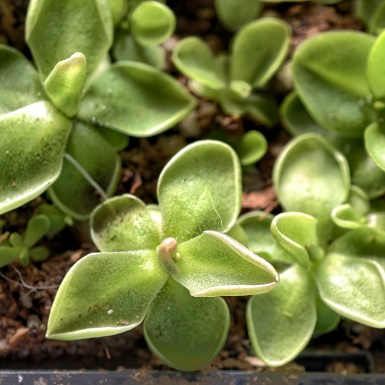 Pinguicula Estrelita - przykładowe sprzedawane sztuki