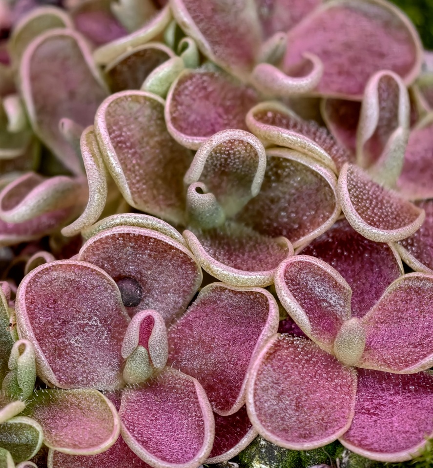 Pinguicula debbertiana - przykładowe sprzedawane sztuki w rozecie letniej