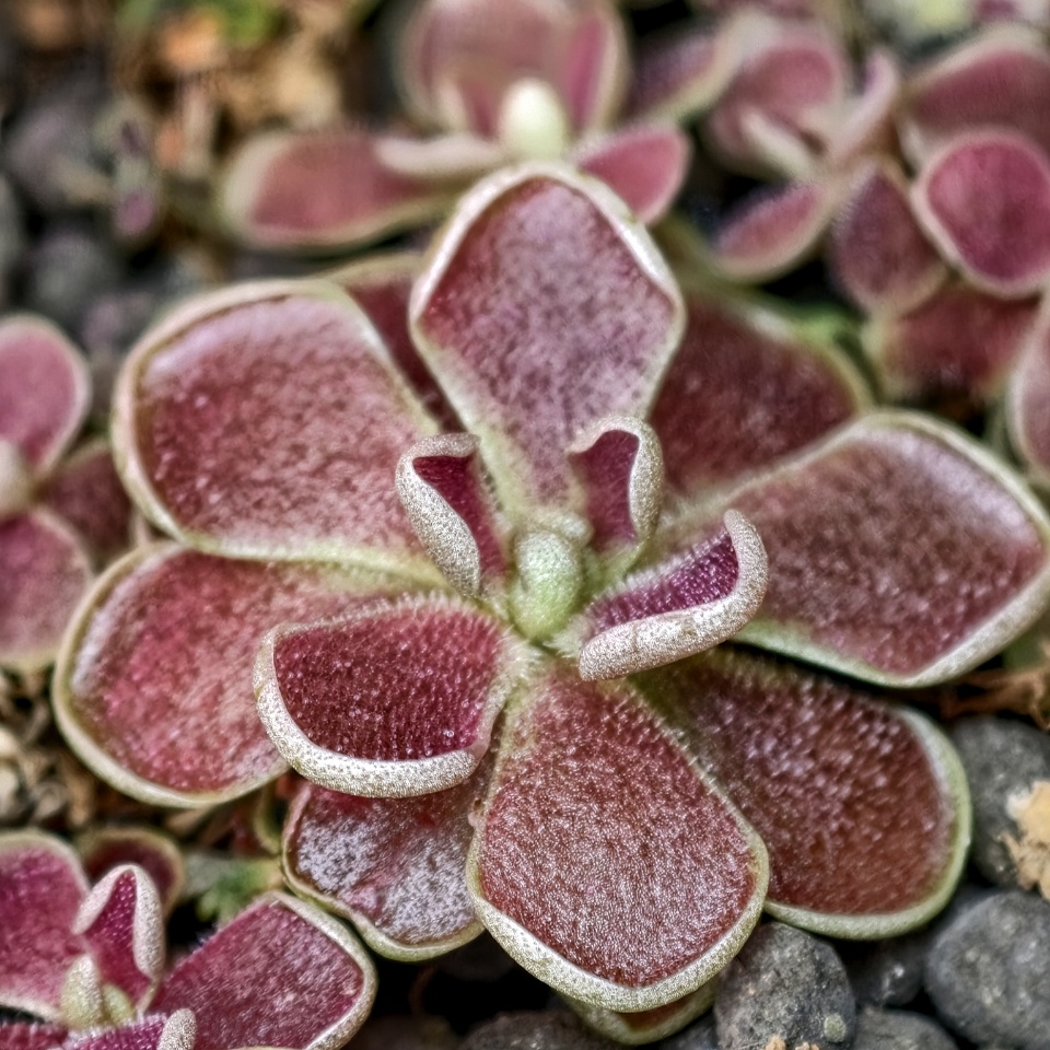 Pinguicula Florian - przykładowe sprzedawane sztuki w rozecie letniej