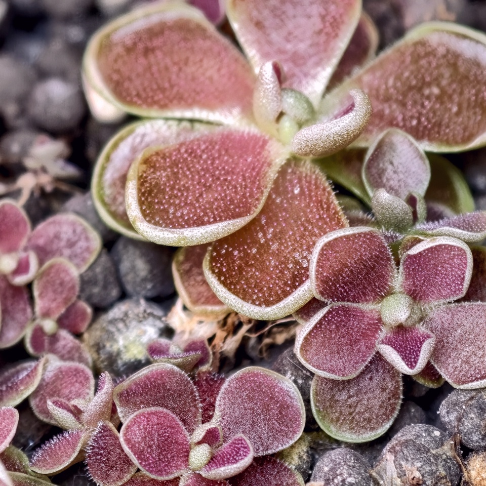 Pinguicula Florian - przykładowe sprzedawane sztuki