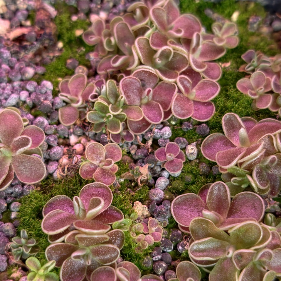 Pinguicula debbertiana - przykładowe sprzedawane sztuki w rozecie letniej