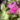 Pinguicula Estrellita – kwiat