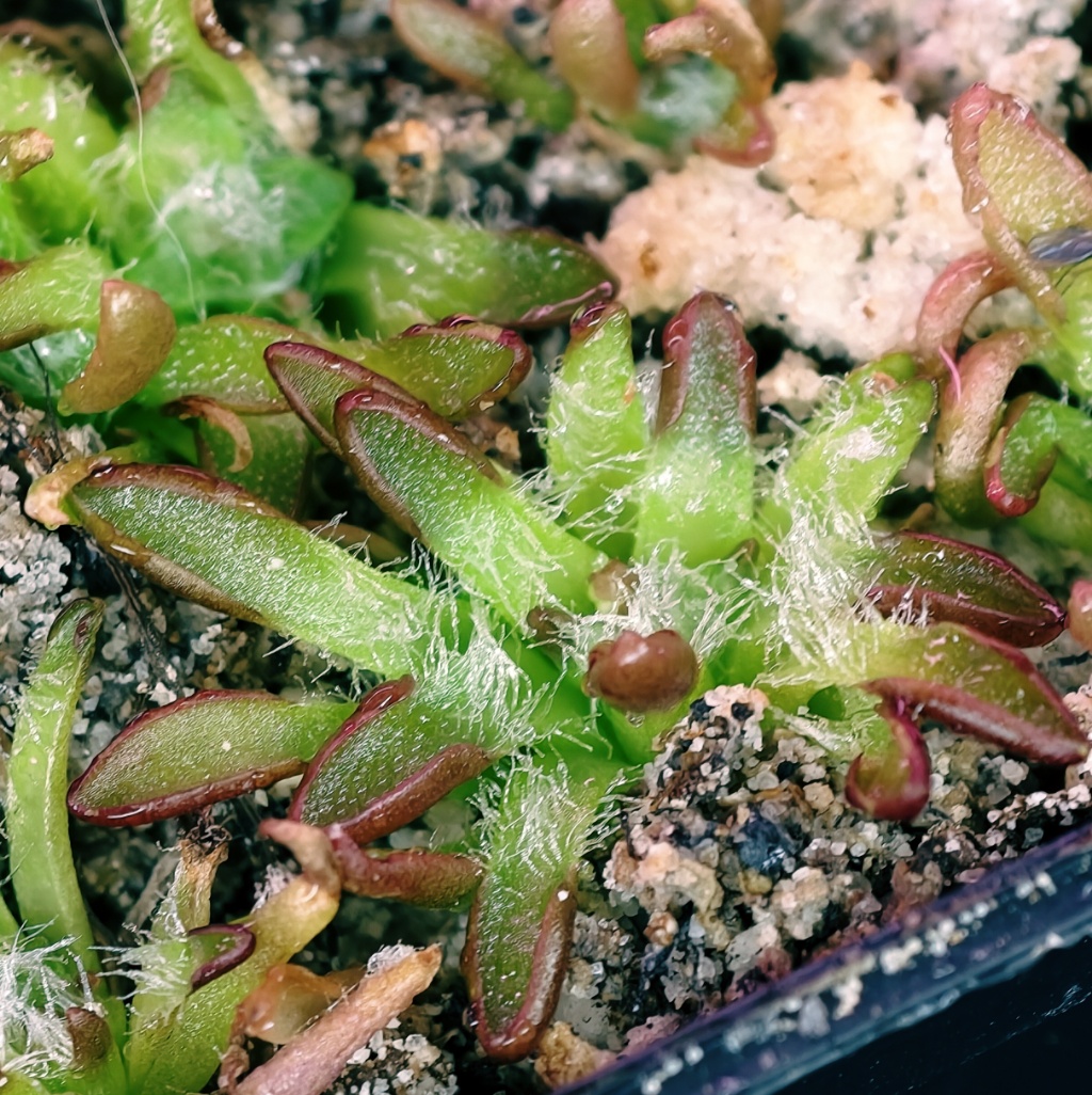 Pinguicula immaculata
