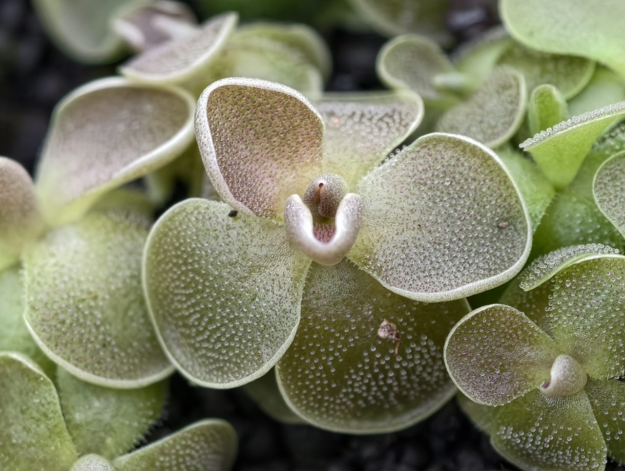 Pinguicula ehlersiae Ixmiquilpan - obrazek 3