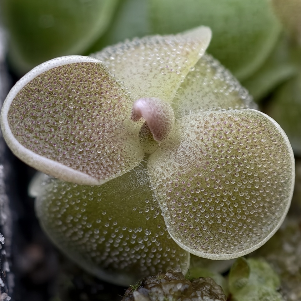 Pinguicula ehlersiae Ixmiquilpan