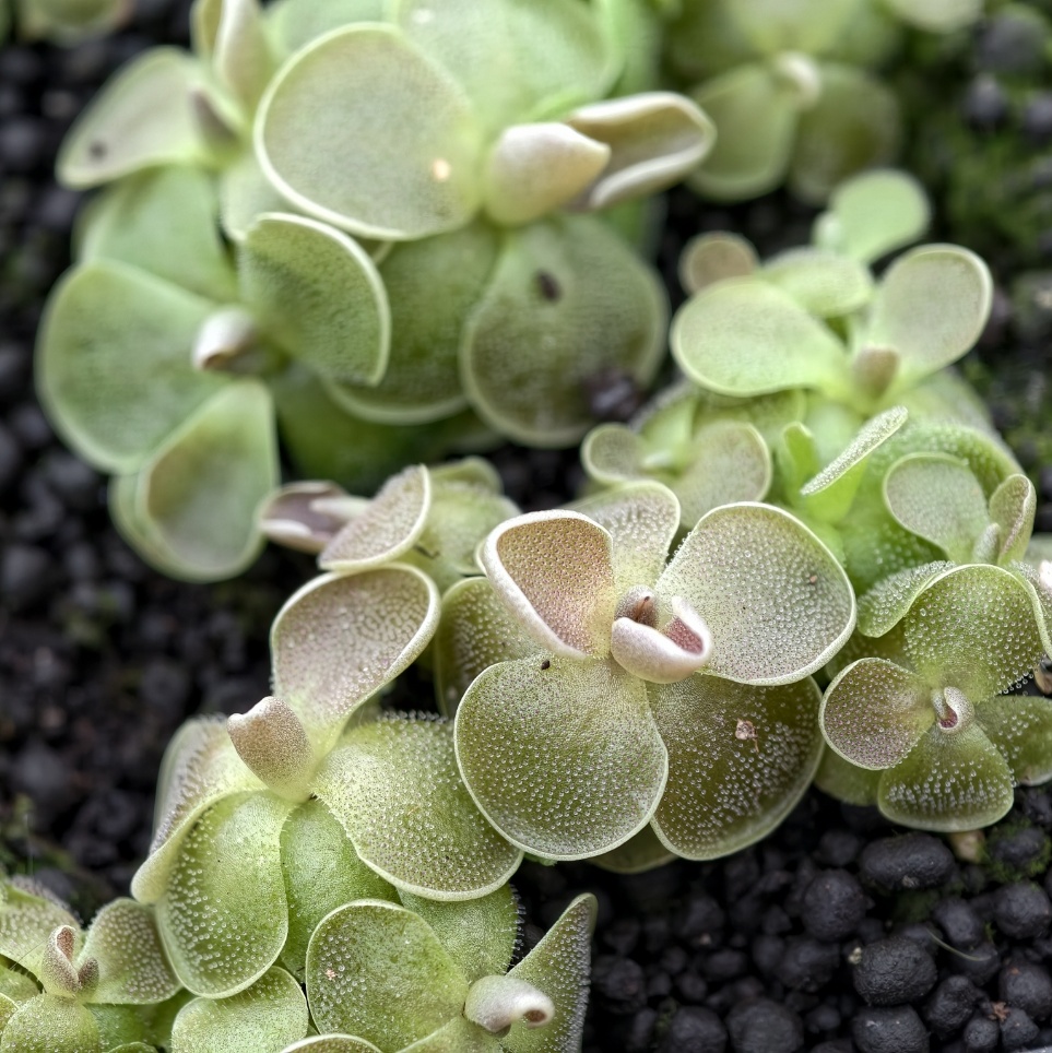 Pinguicula ehlersiae Ixmiquilpan - obrazek 4